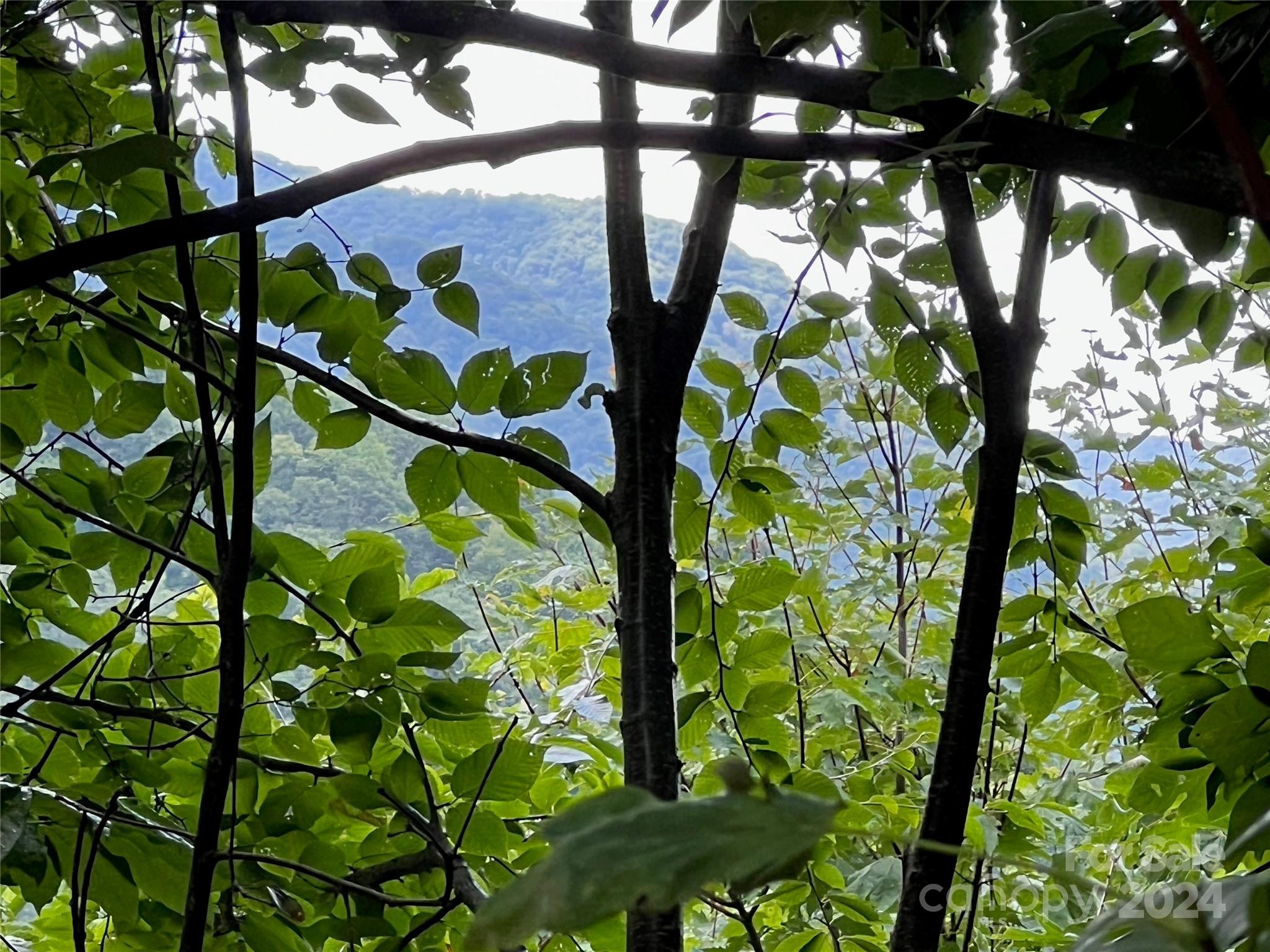 a close up of a plant