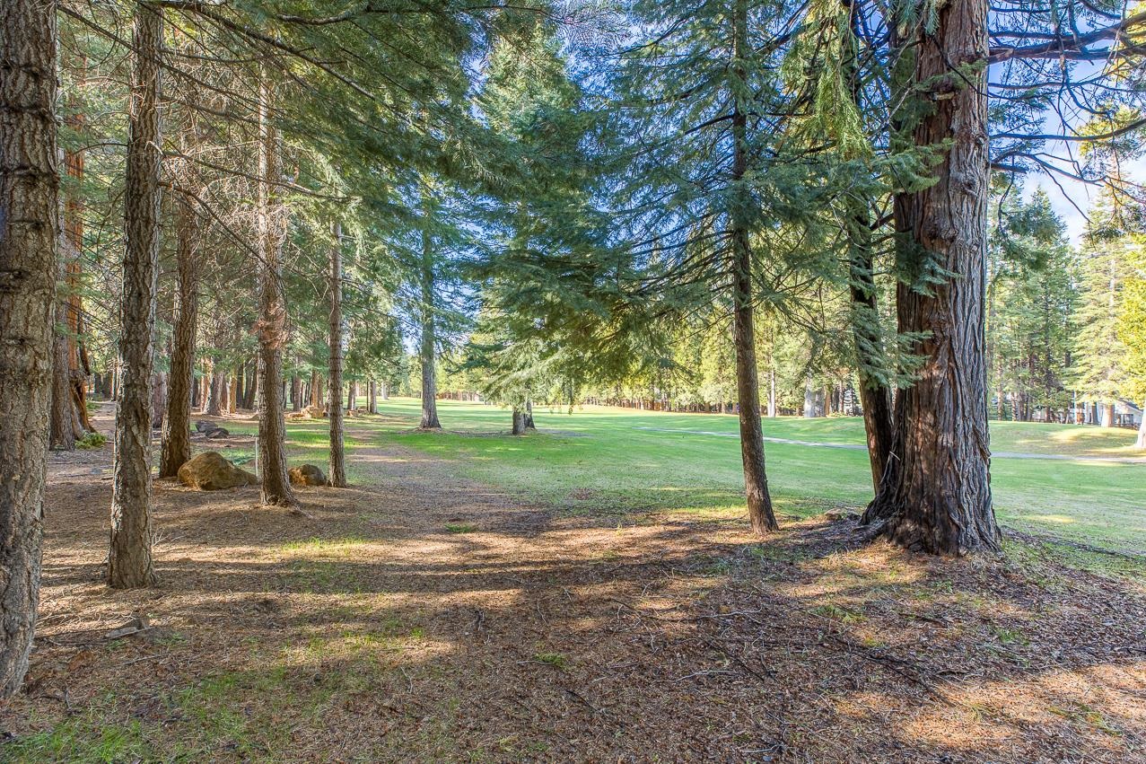 a view of a yard with tree s