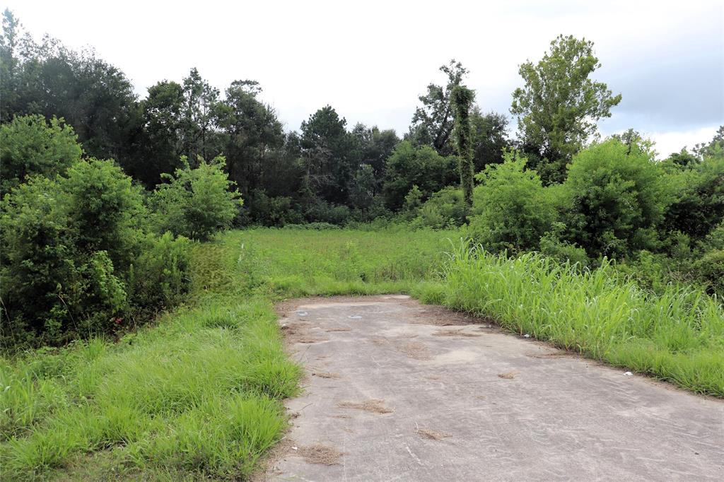 a view of a yard with plants and trees