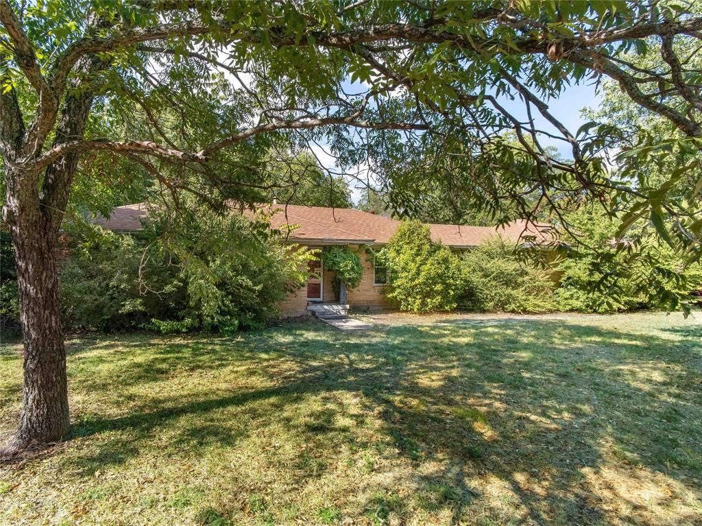 a view of a big yard with plants and a large tree