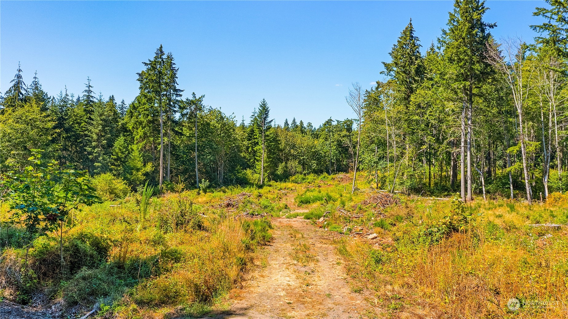 a view of a yard with trees