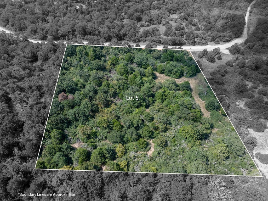 a view of a forest with a street