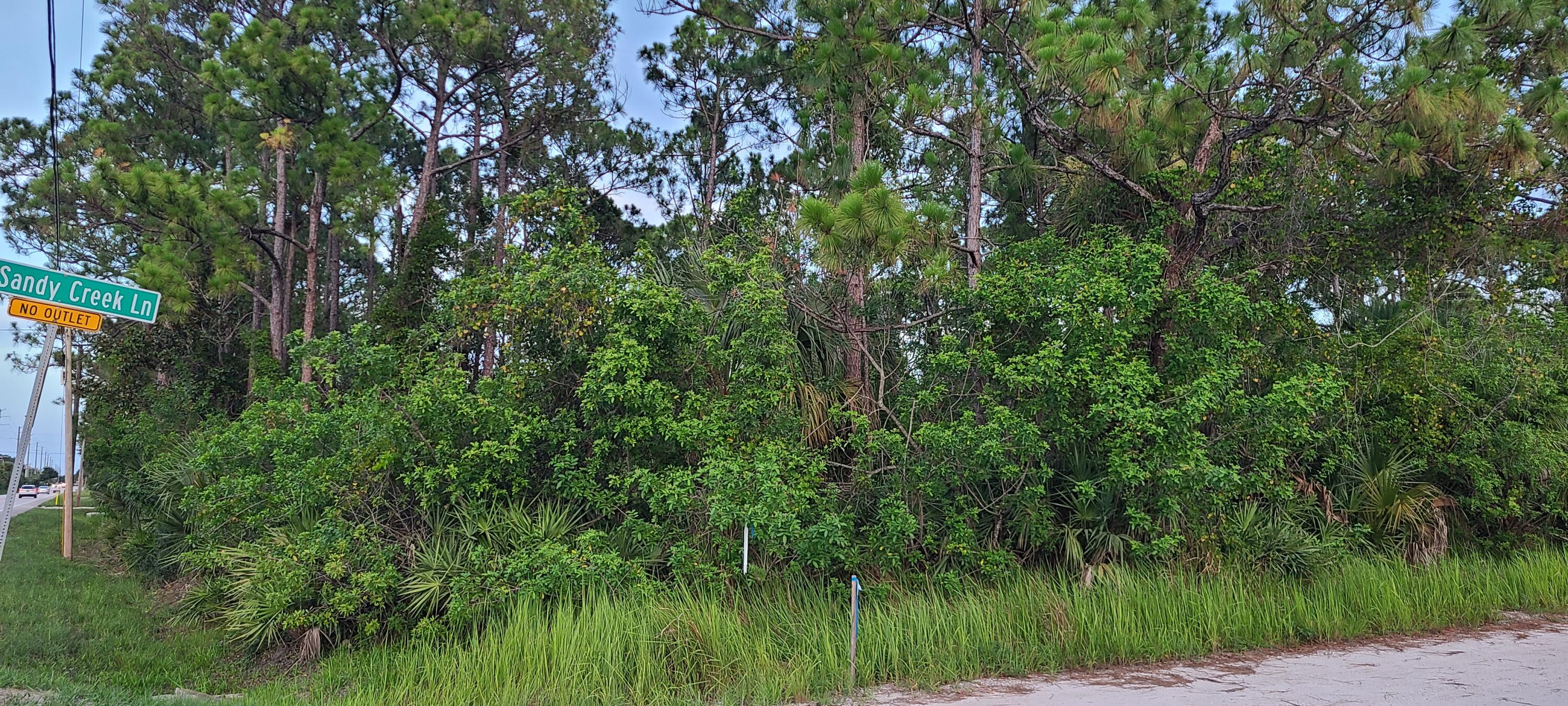 a view of a lush green forest