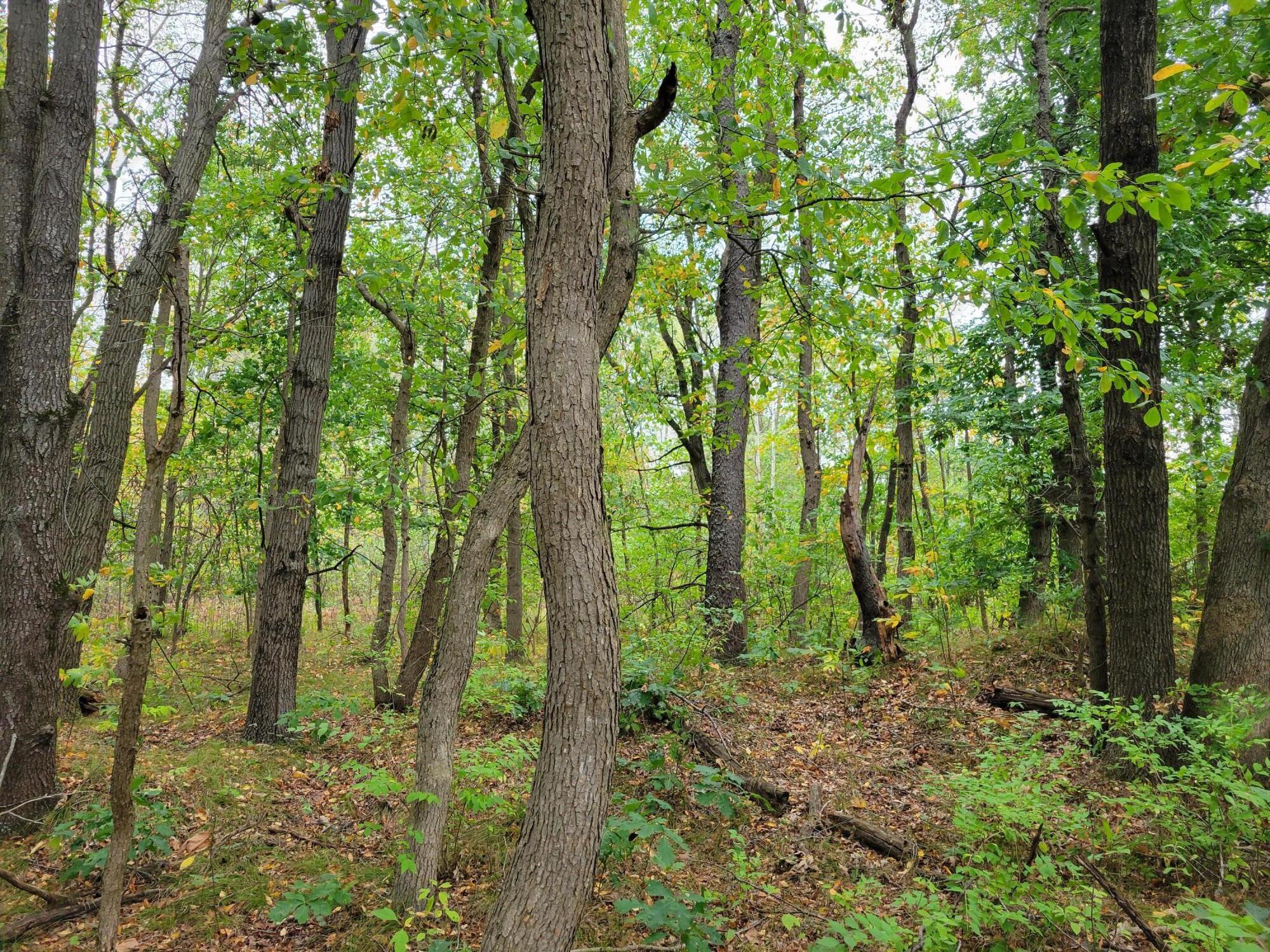 a big yard with lots of green space and trees