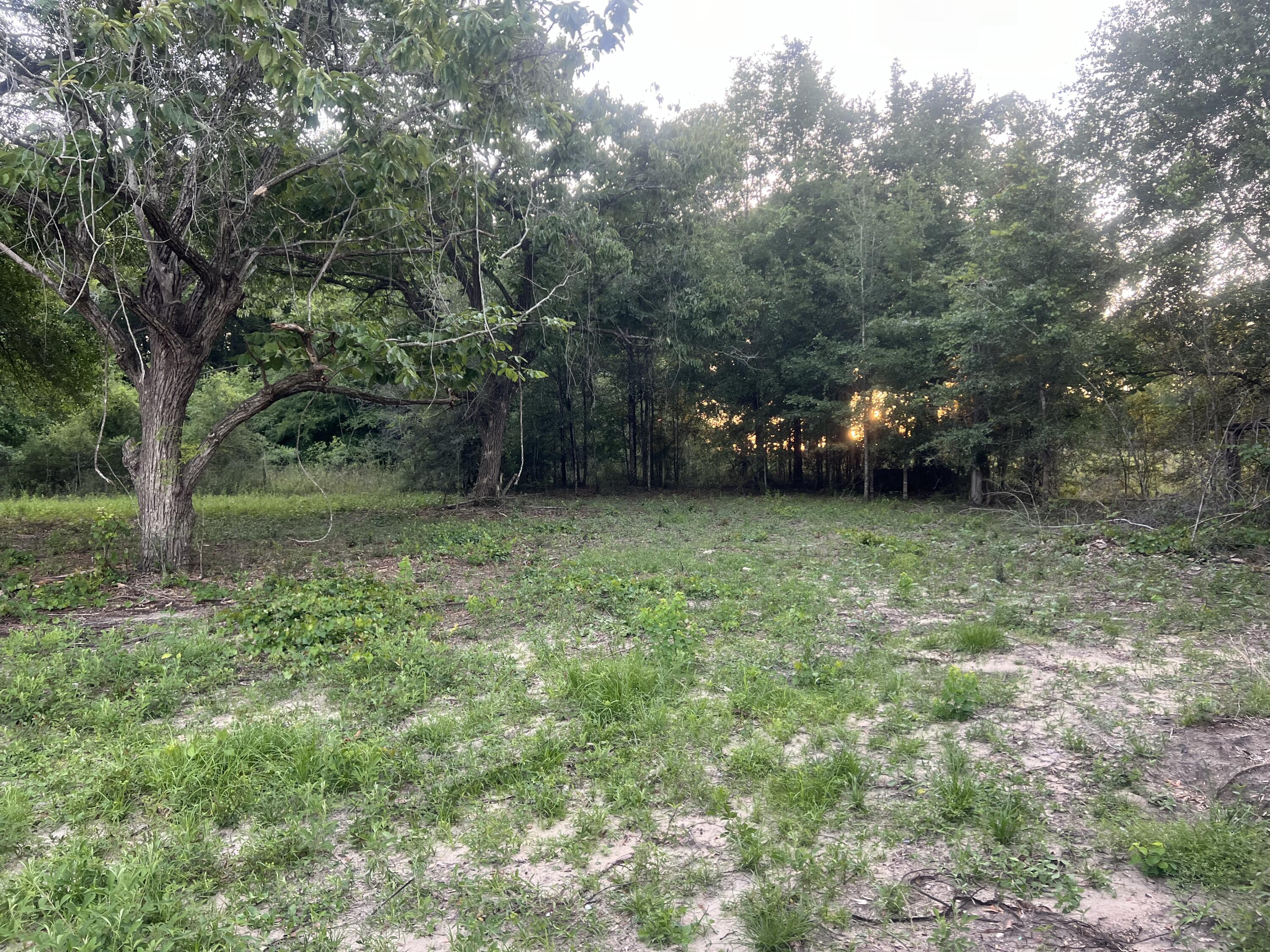 a view of a field of grass and trees