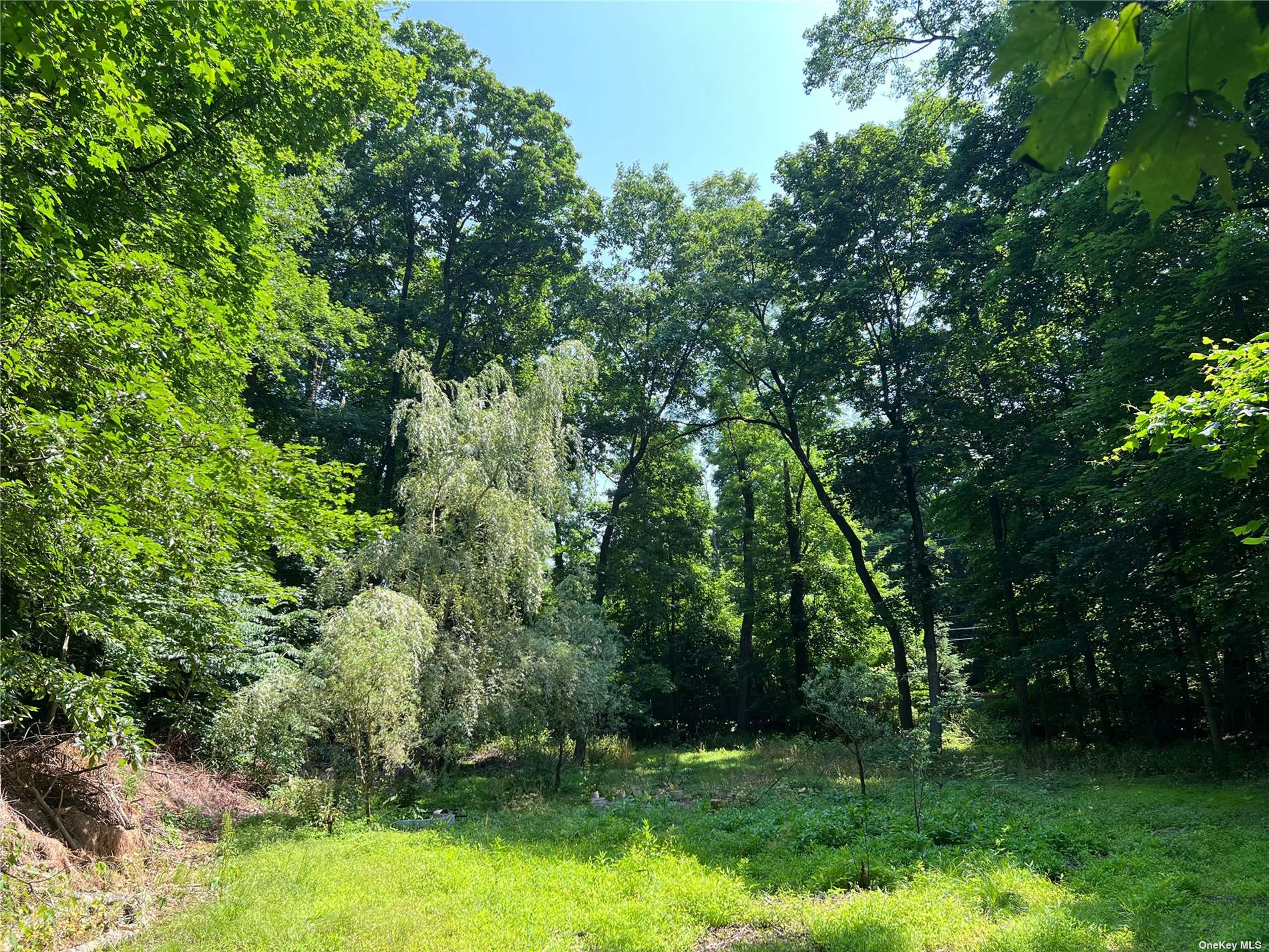 a view of a garden