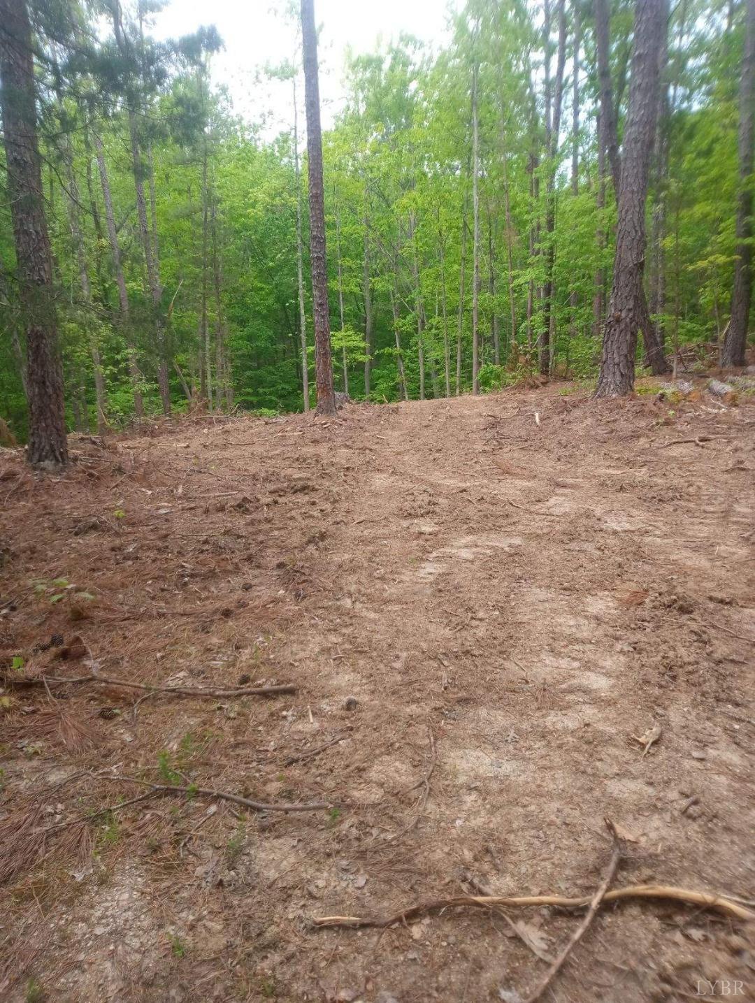 a view of a forest with trees in the background