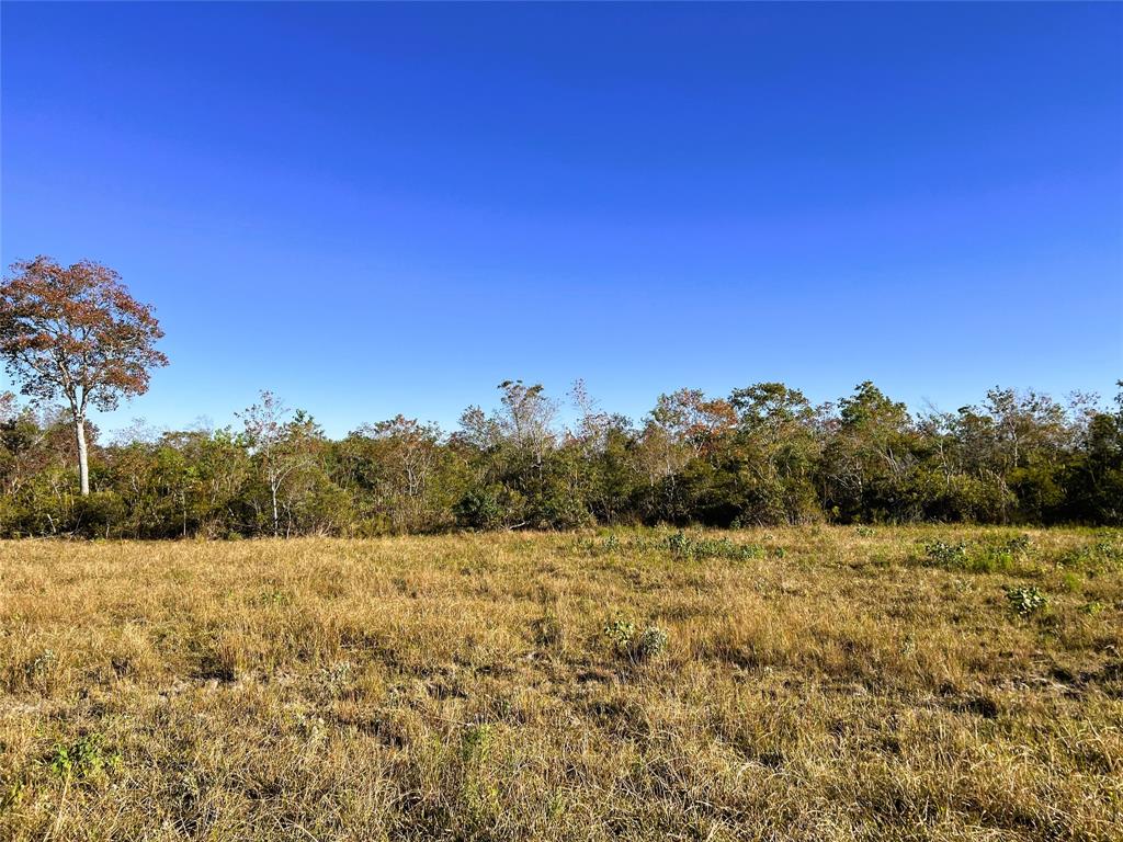 a view of a field with a tree in the background