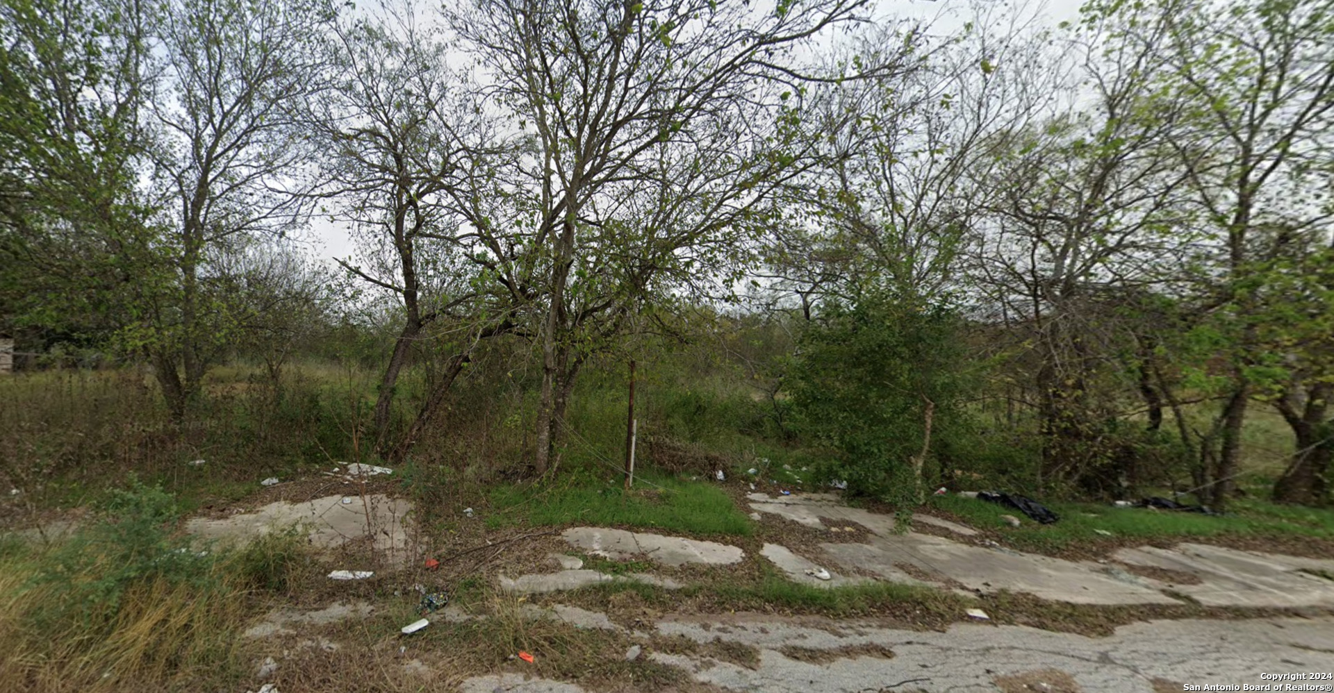 a view of a forest filled with trees