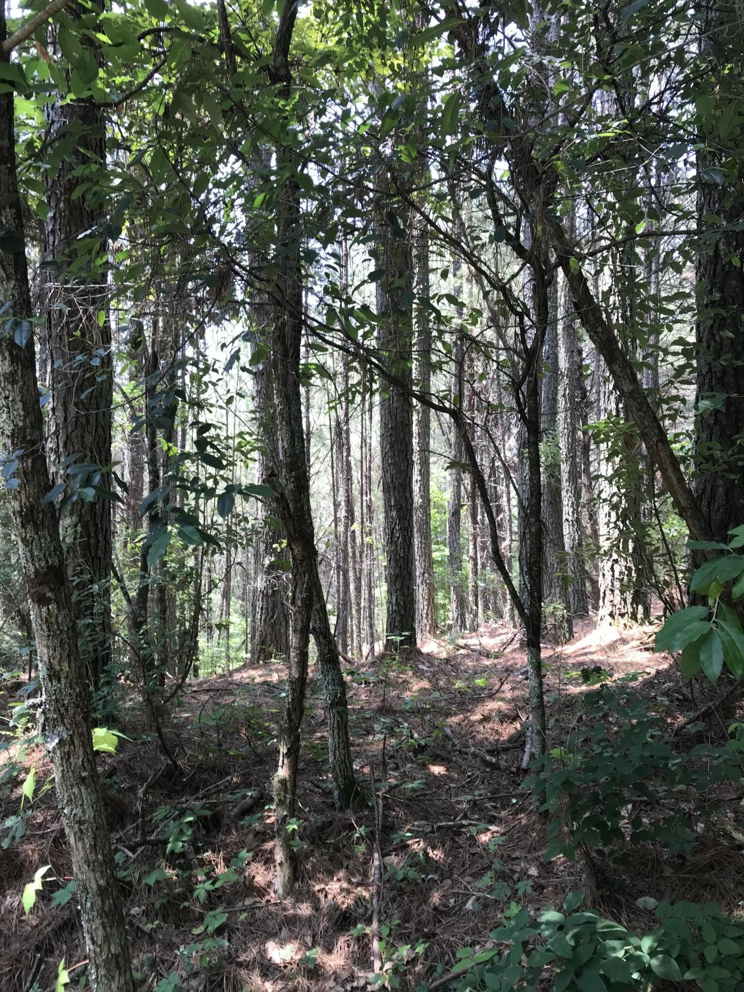 a view of outdoor space with trees