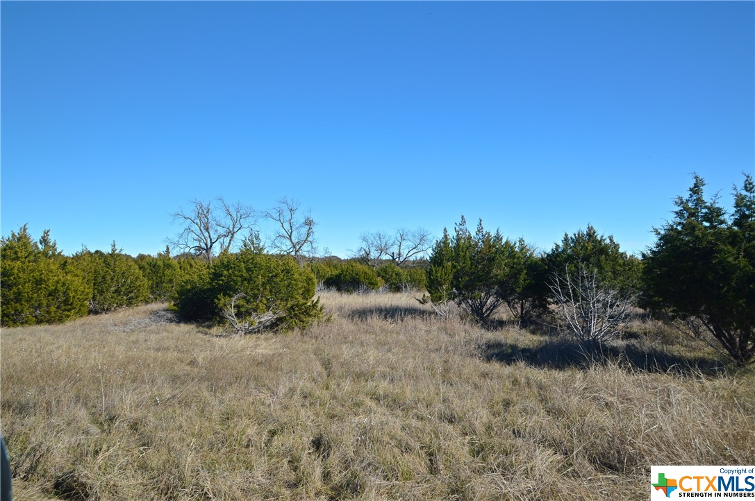 a view of a dry yard with plants and trees