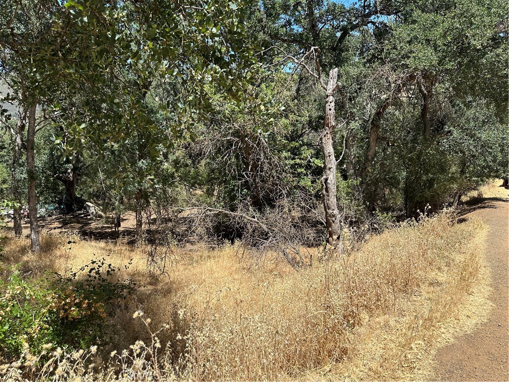 a view of a yard with large trees