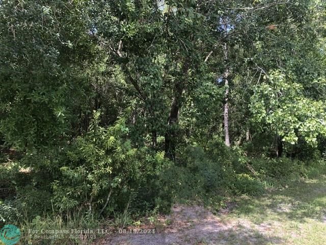 a view of a forest with a tree