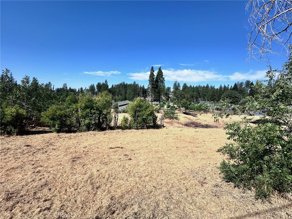 a view of a yard with a tree