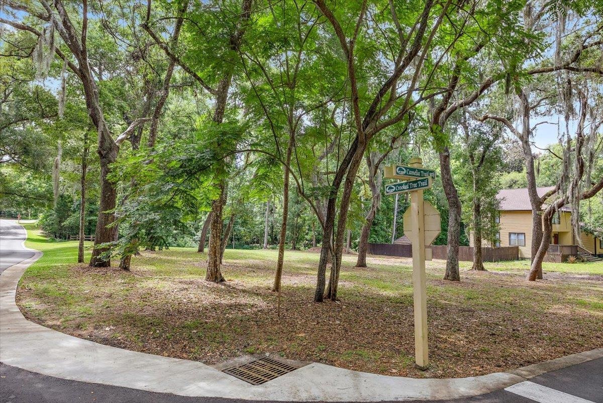 a view of a tree in a park