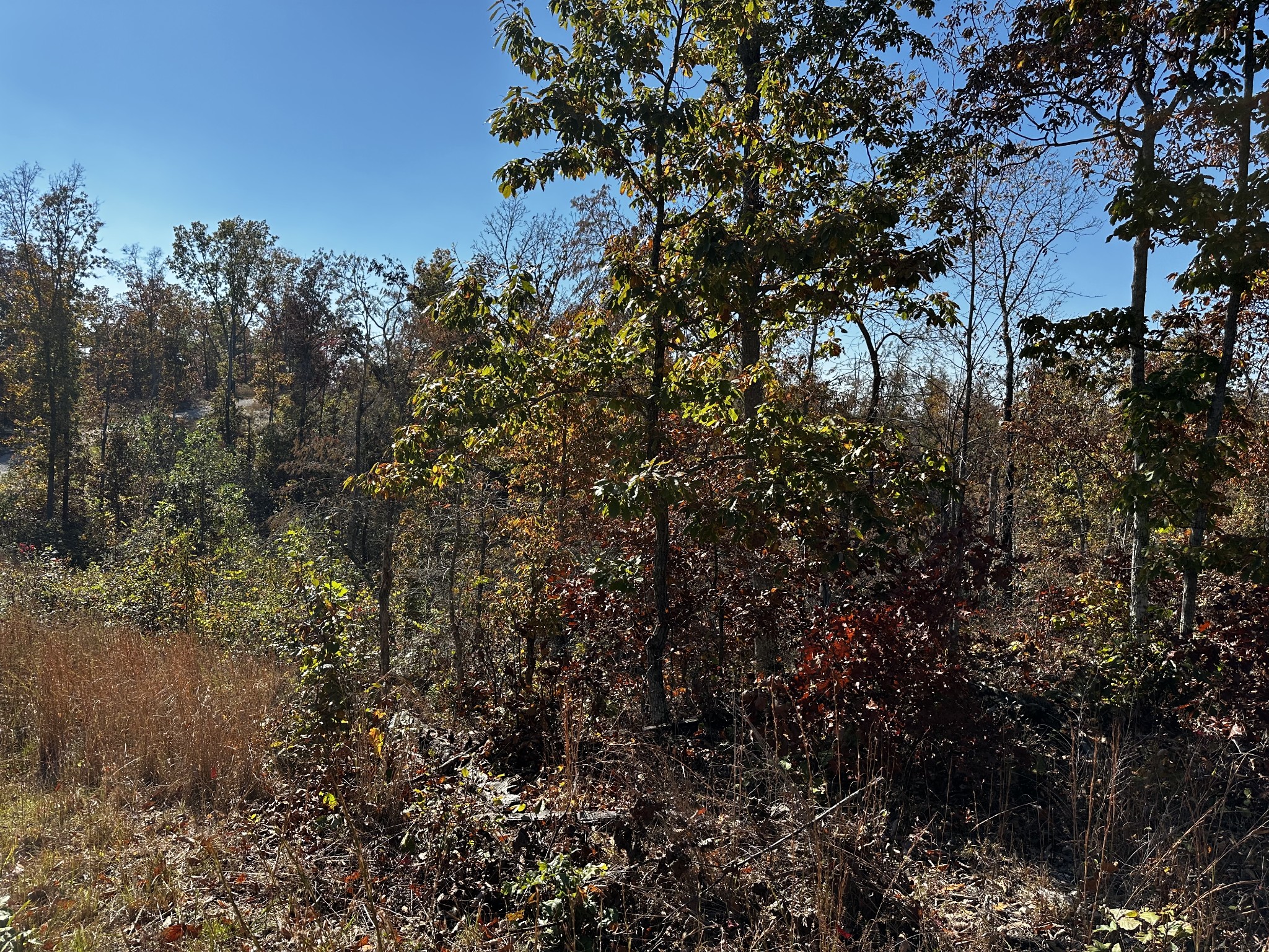 a view of a tree