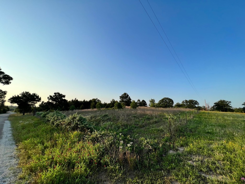 a view of a green field with lots of plants in it