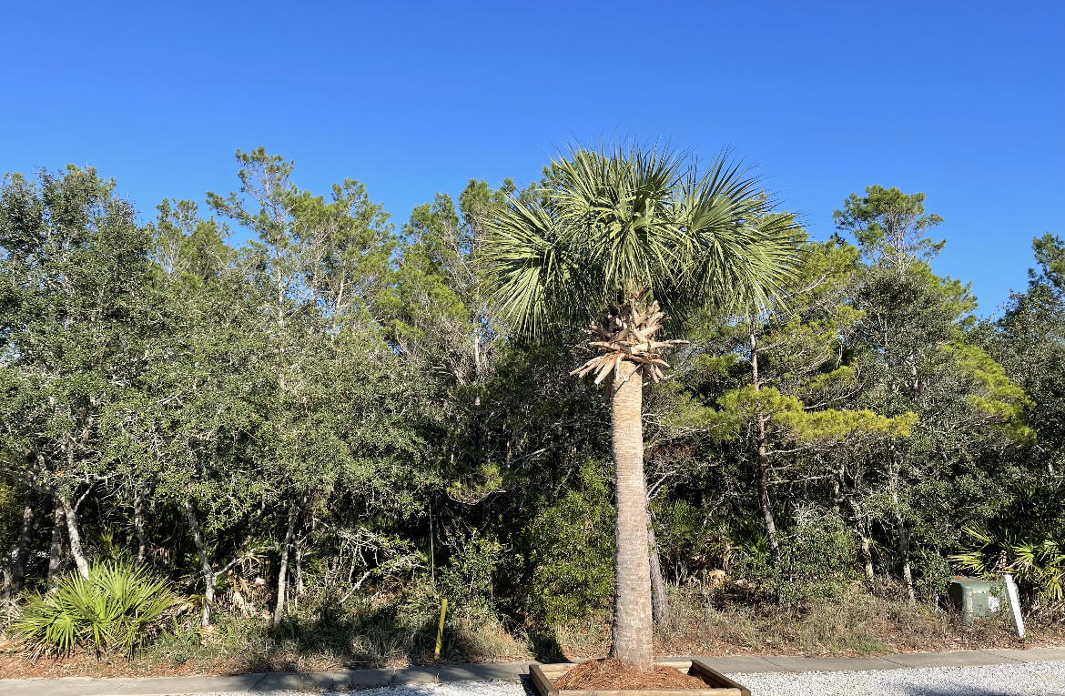 a view of a tree with a tree in front of it