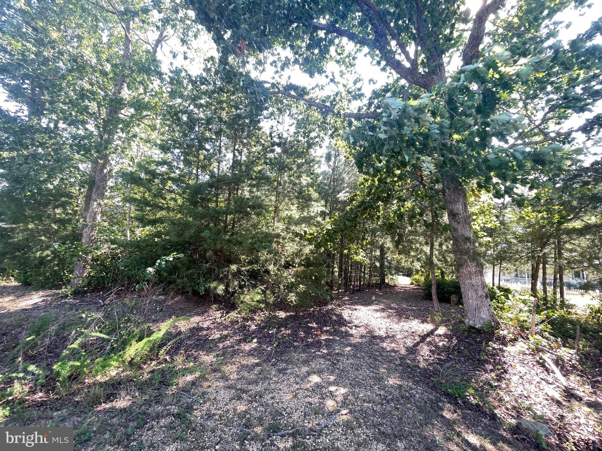 a view of a forest with trees