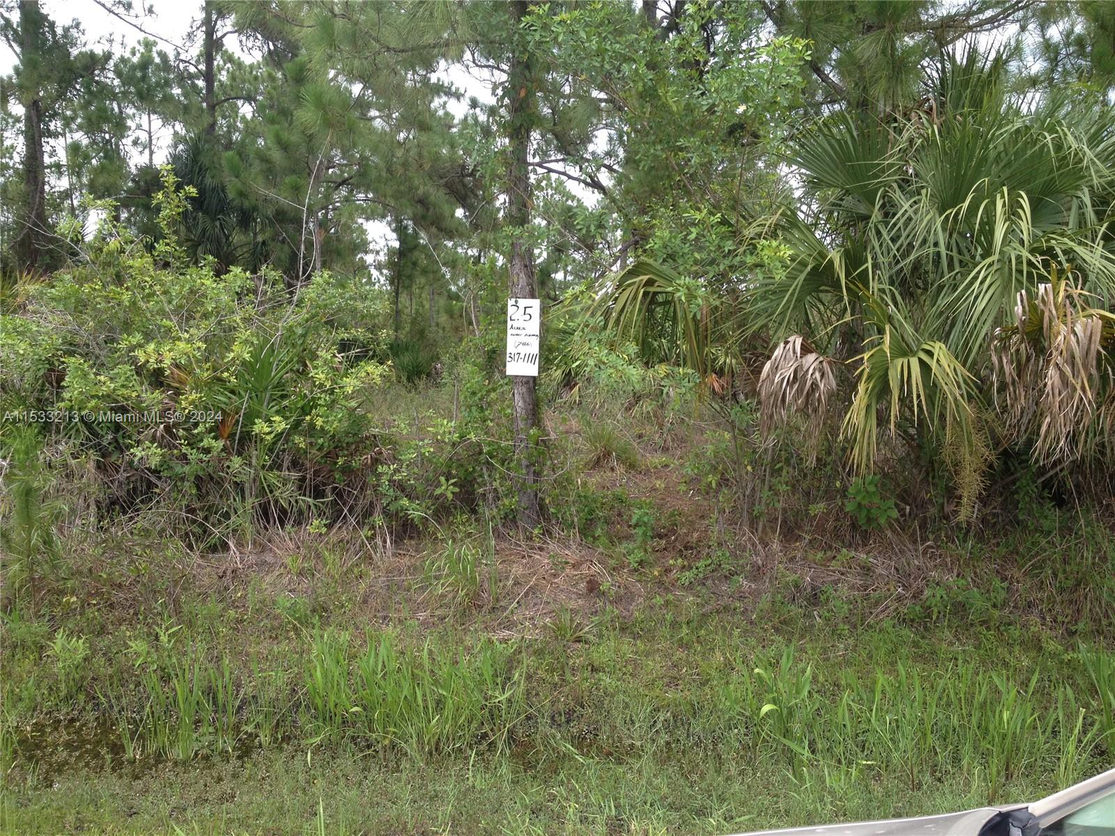 a view of a lush green forest