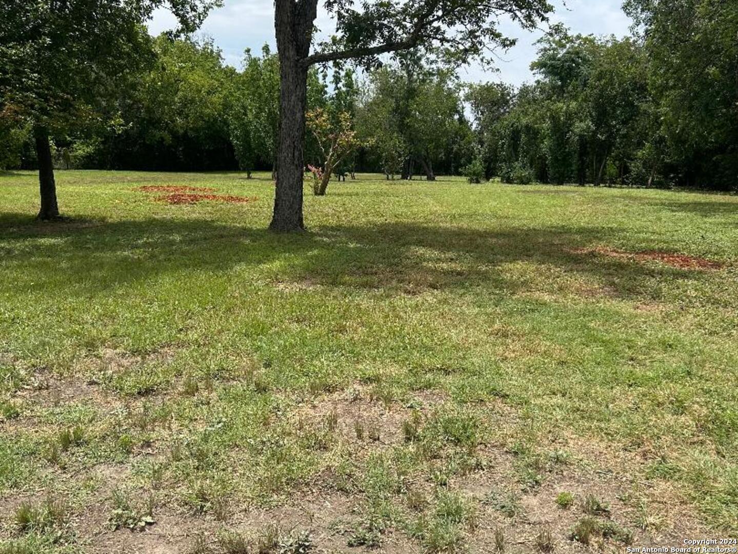 a view of a field with a tree