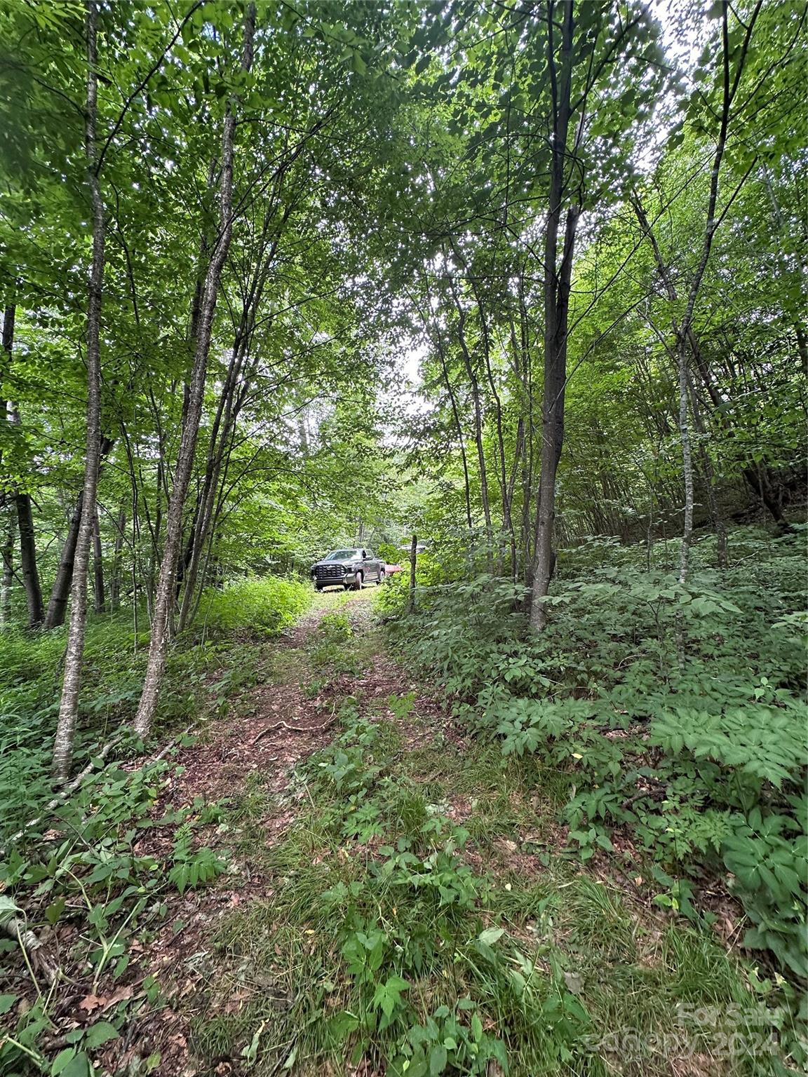 a view of a green field with lots of bushes