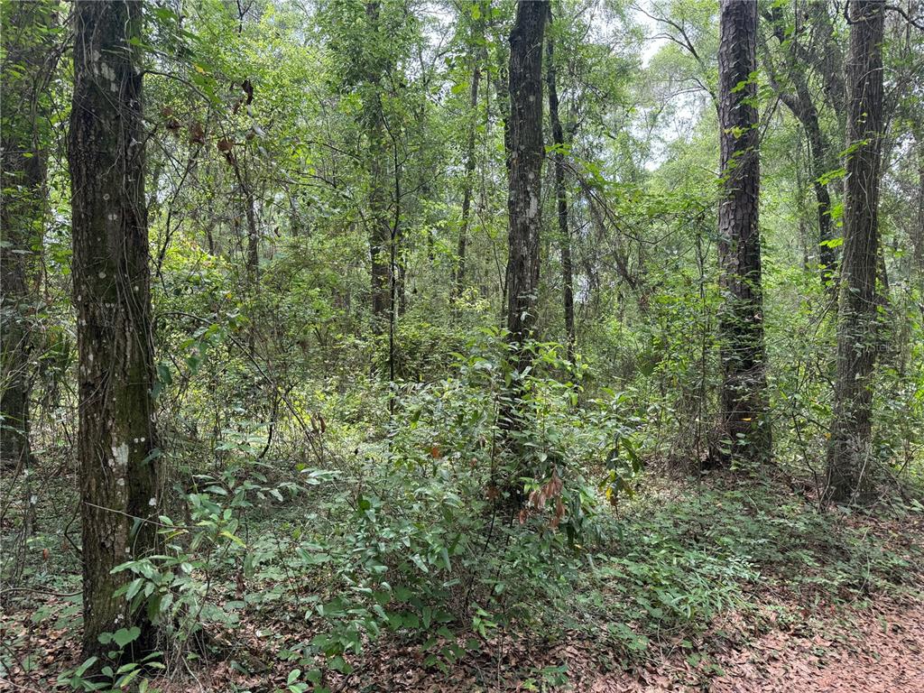 a view of a forest with trees