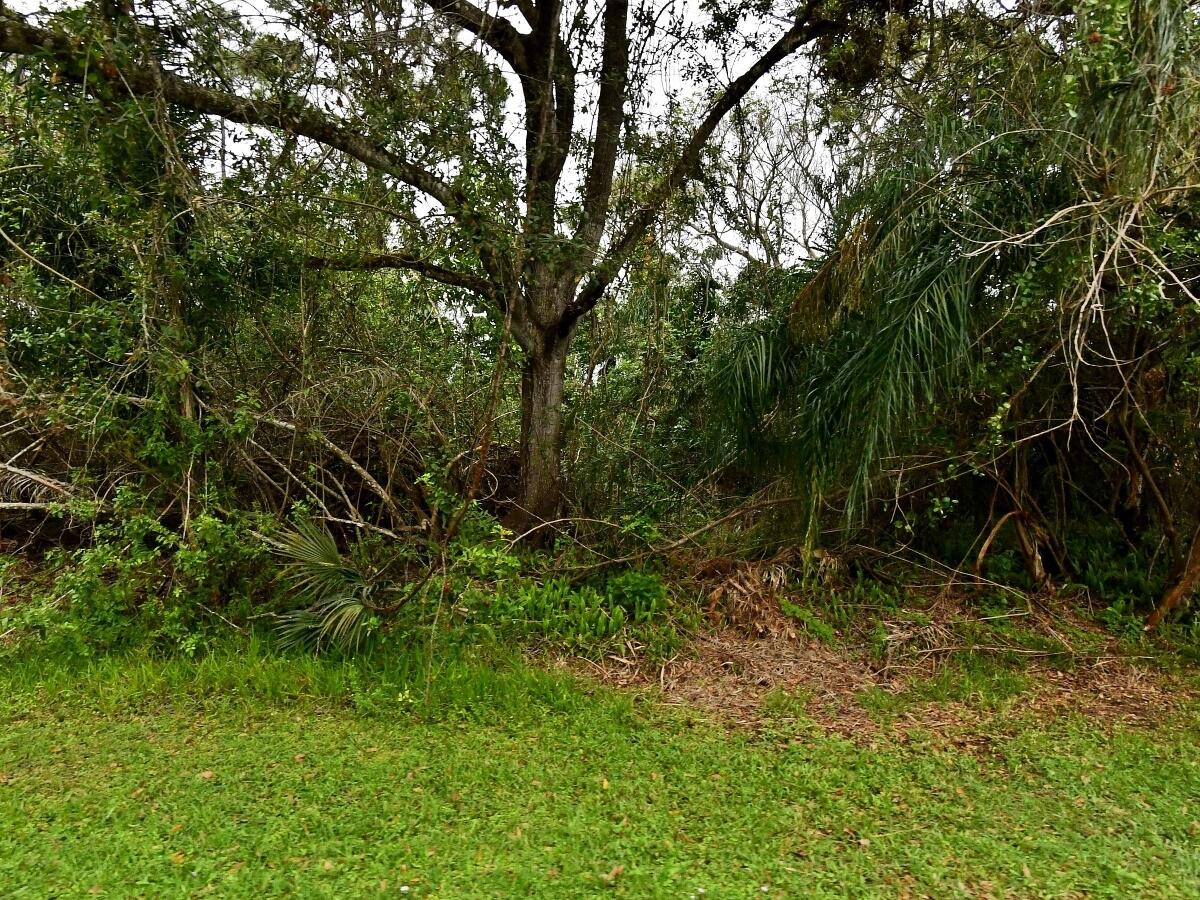 a view of forest