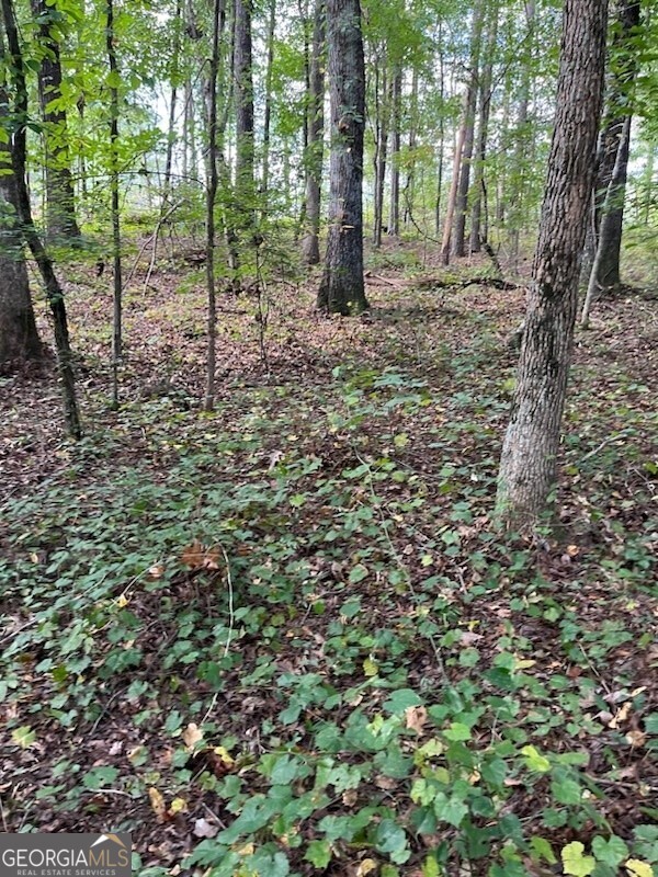 a view of a forest filled with trees