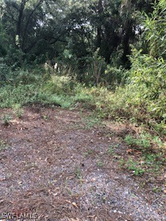 a view of a yard with a tree