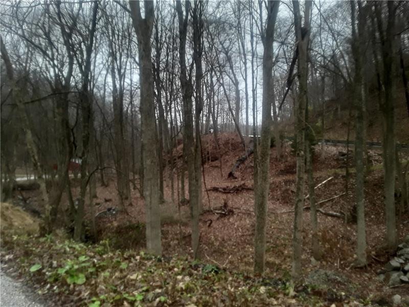 a view of a forest with trees in the background