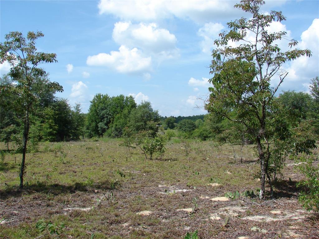 a view of a yard with a tree