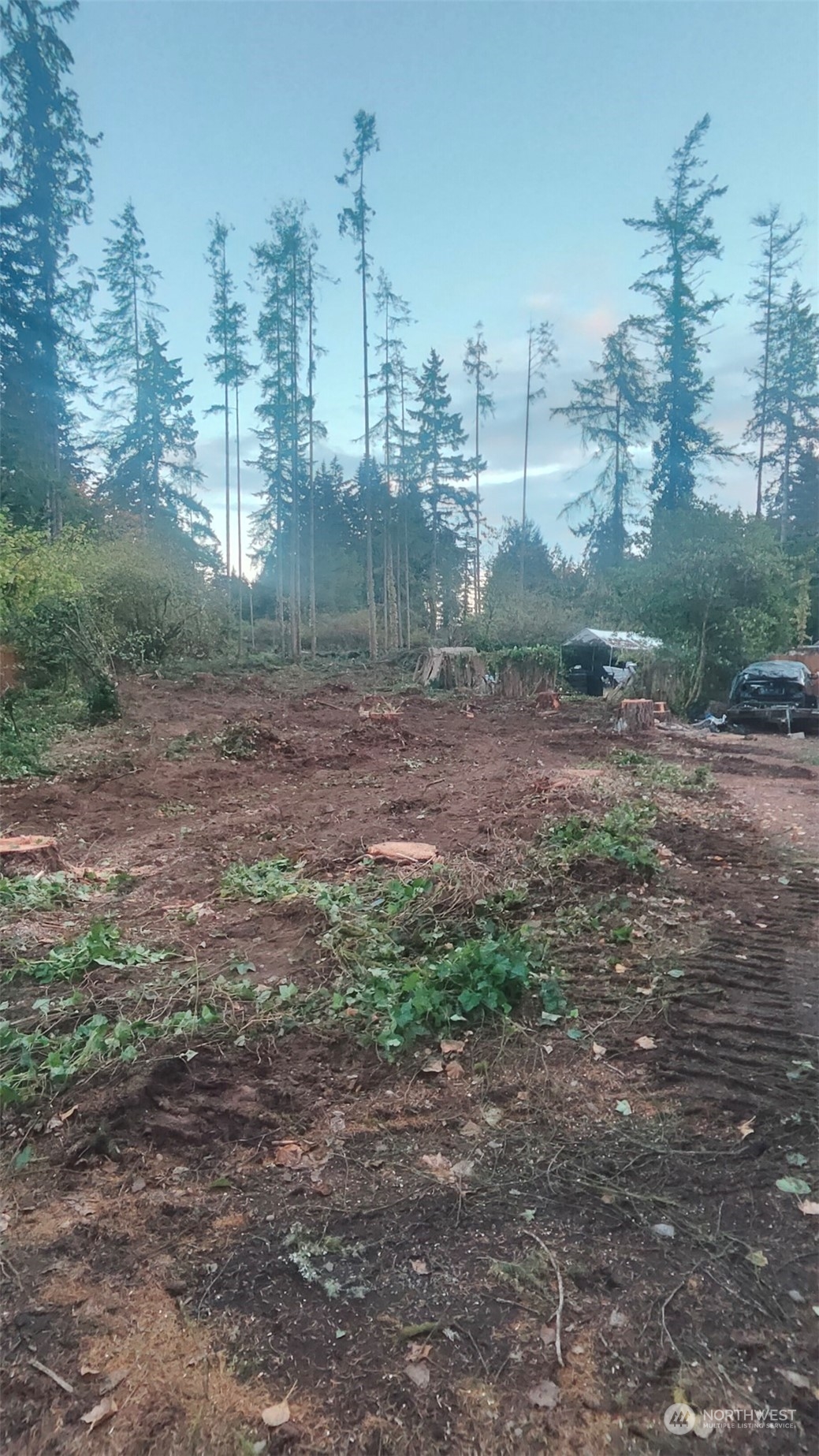 a view of a forest with trees