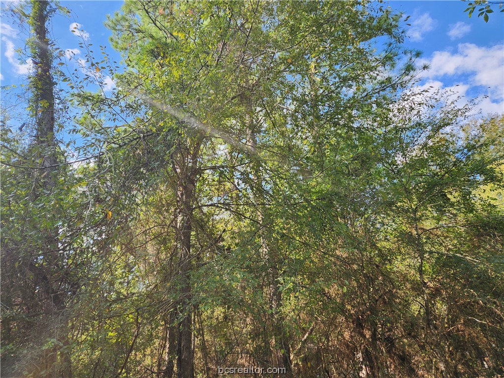 a view of a tree in a yard