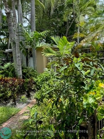 a plant view in yard