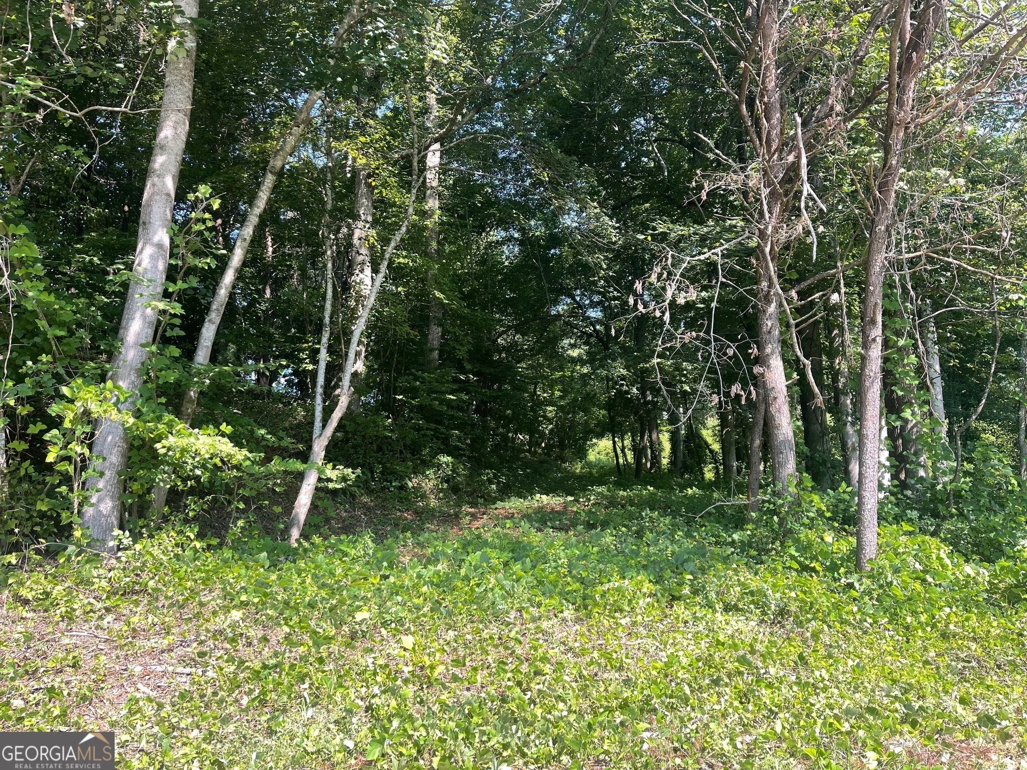 a big yard with lots of green space and trees