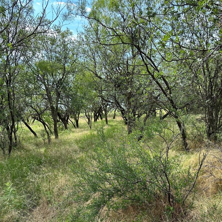 a view of lush green forest