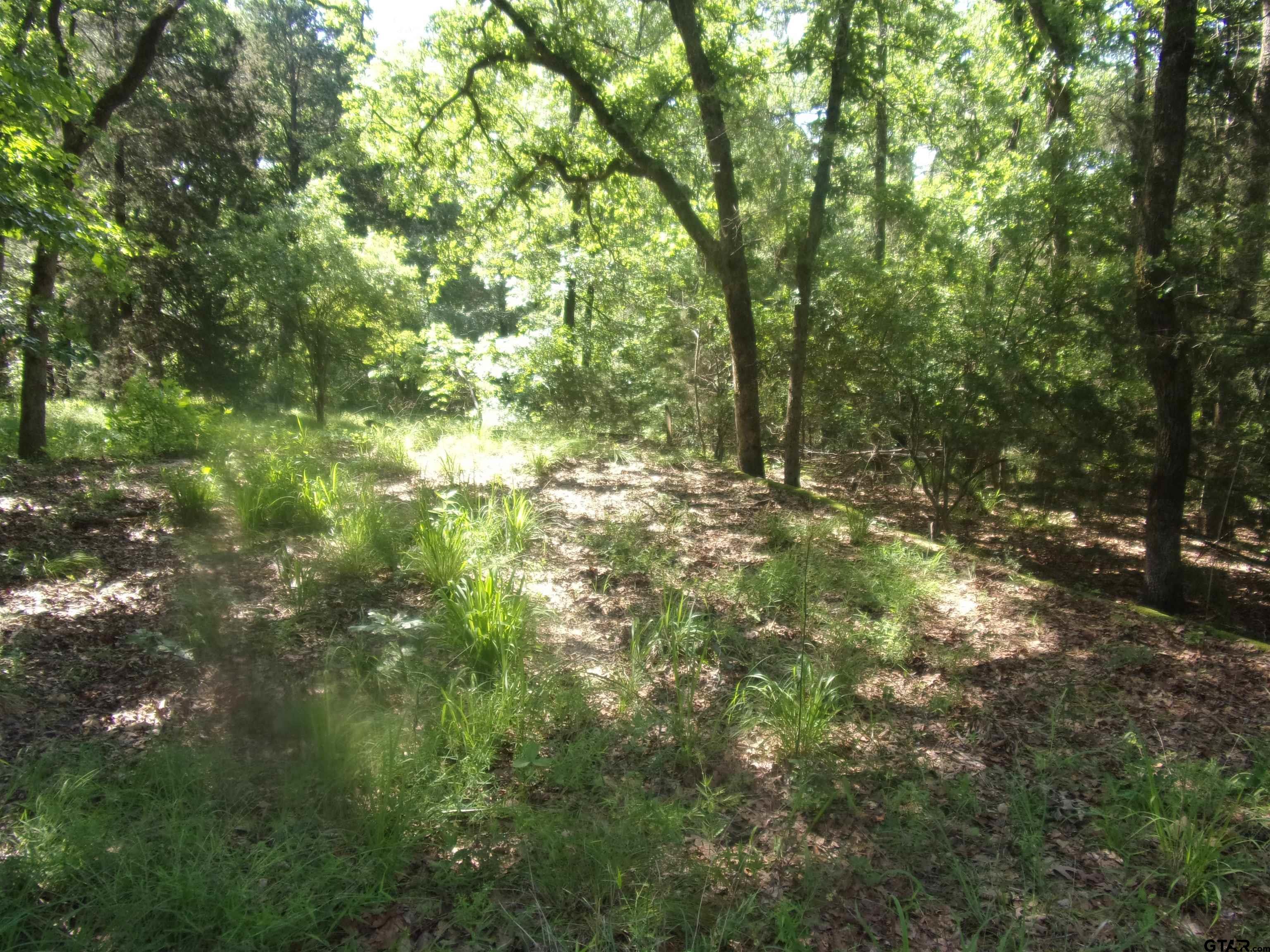 a backyard of a house with lots of trees