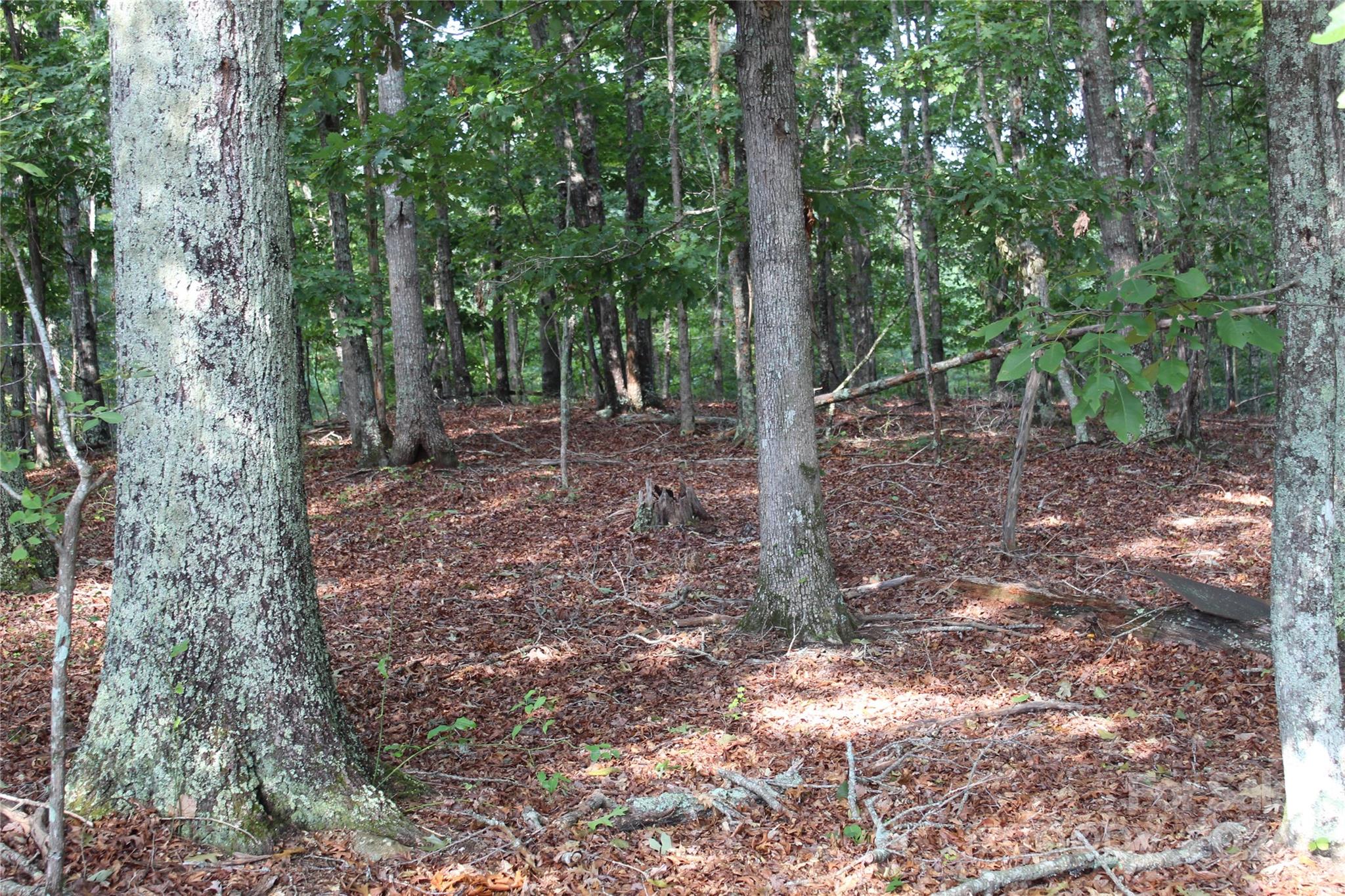 a view of a forest with trees in the background