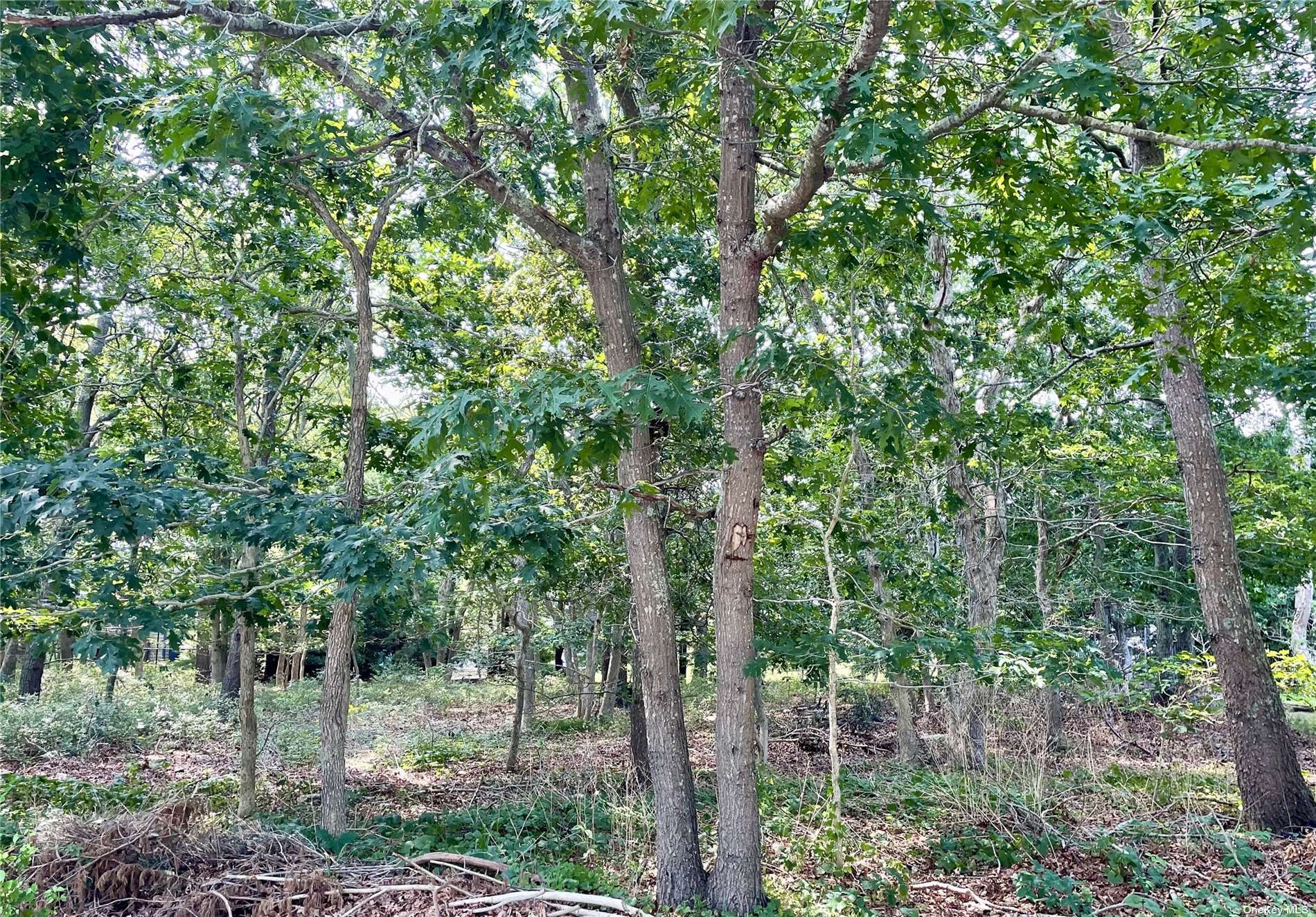 a view of a forest with trees