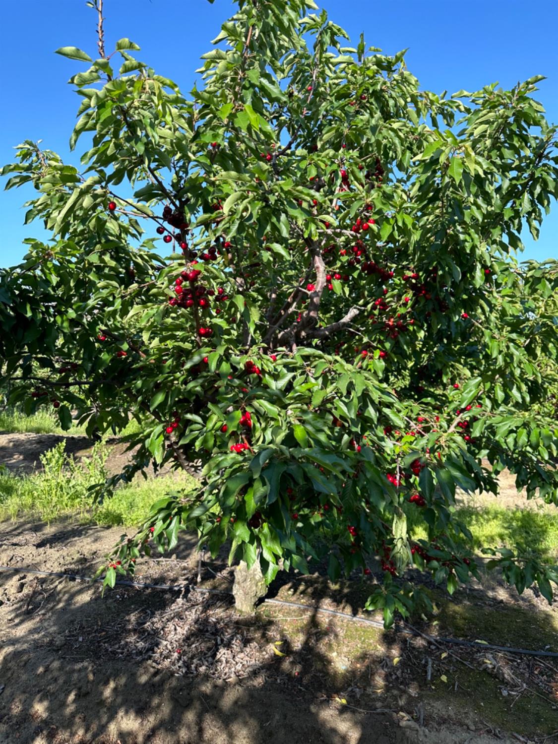 a view of a tree in a garden