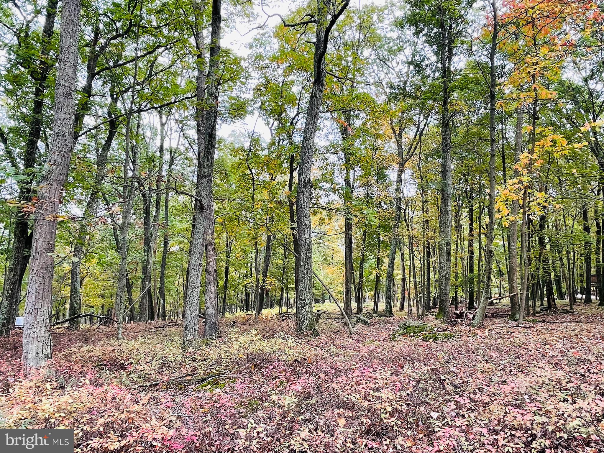 a view of outdoor space with lots of trees