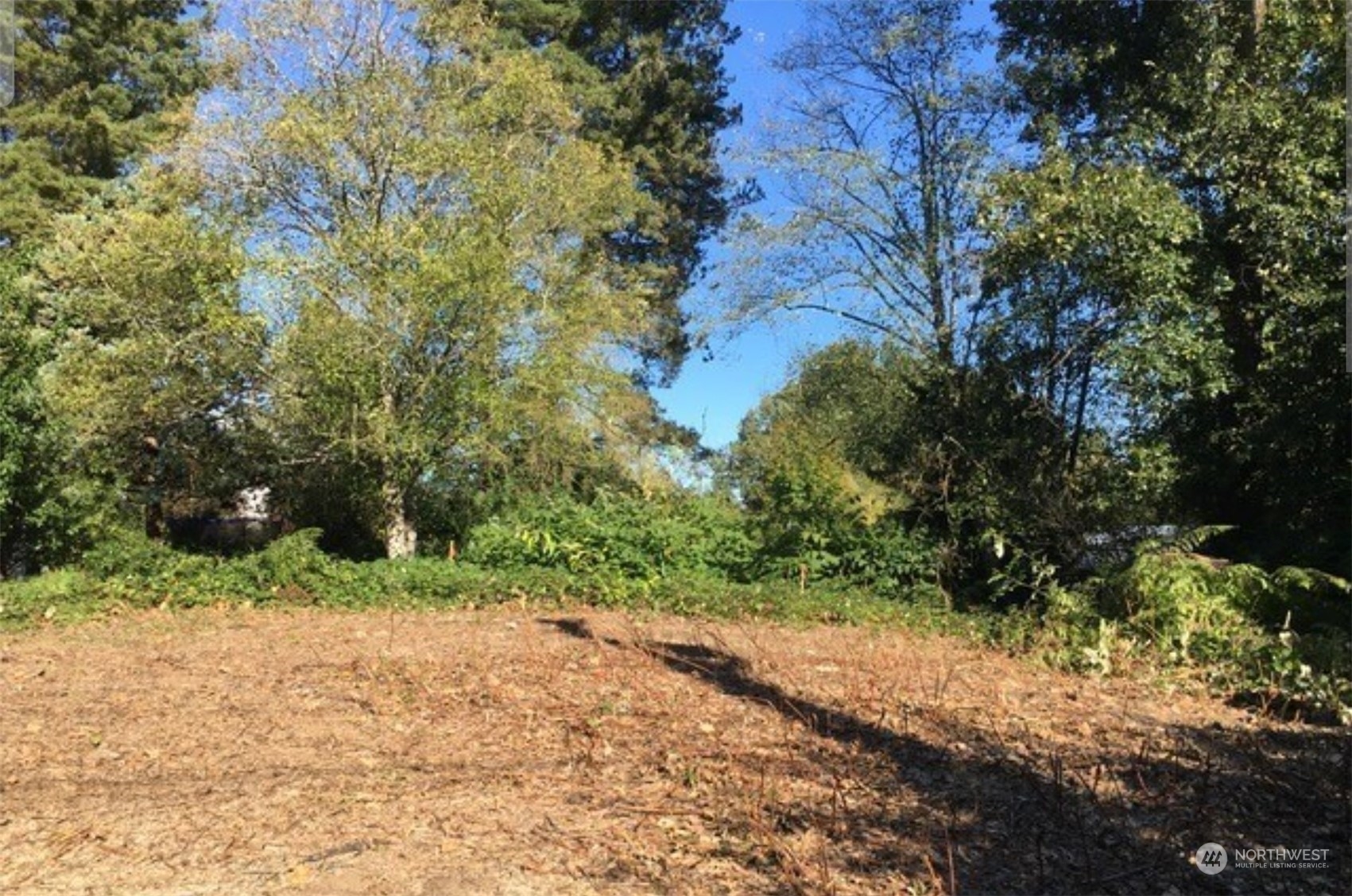 a view of a yard with plants and large trees