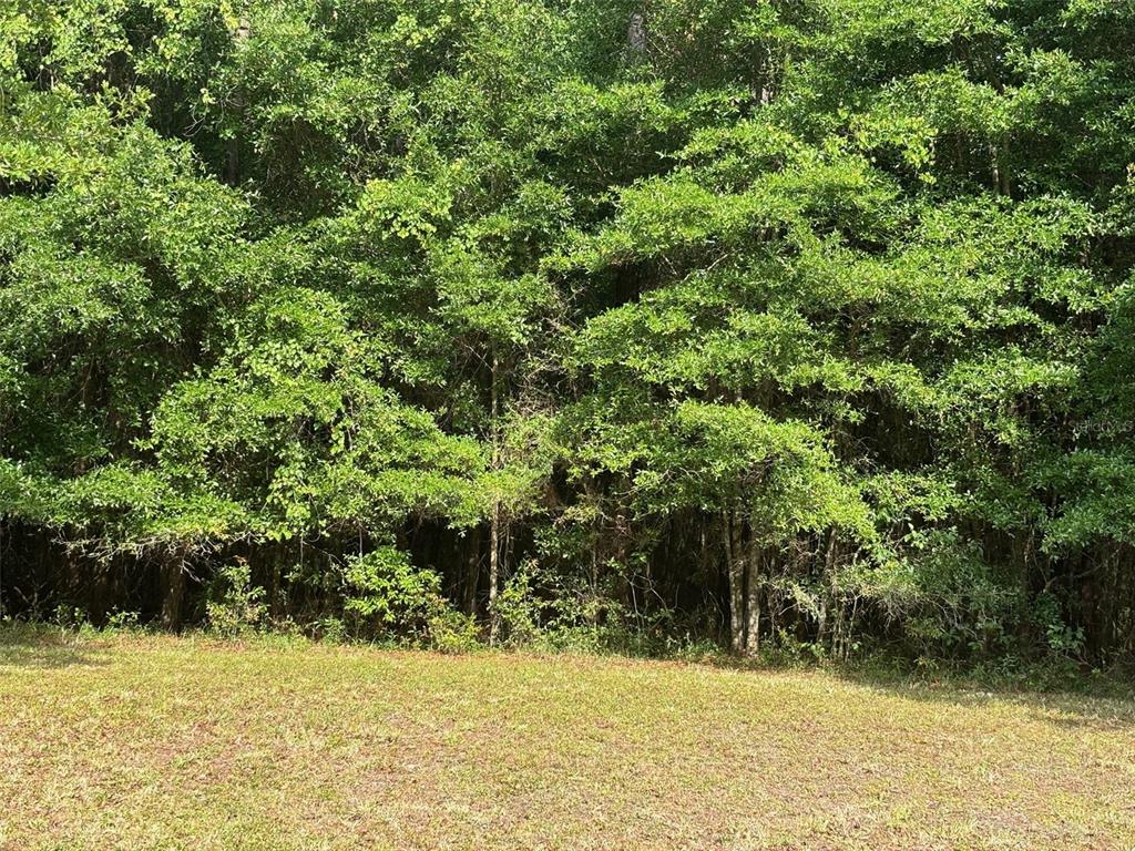 a view of a yard with plants