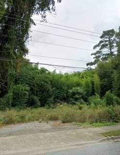 a view of a yard with large trees