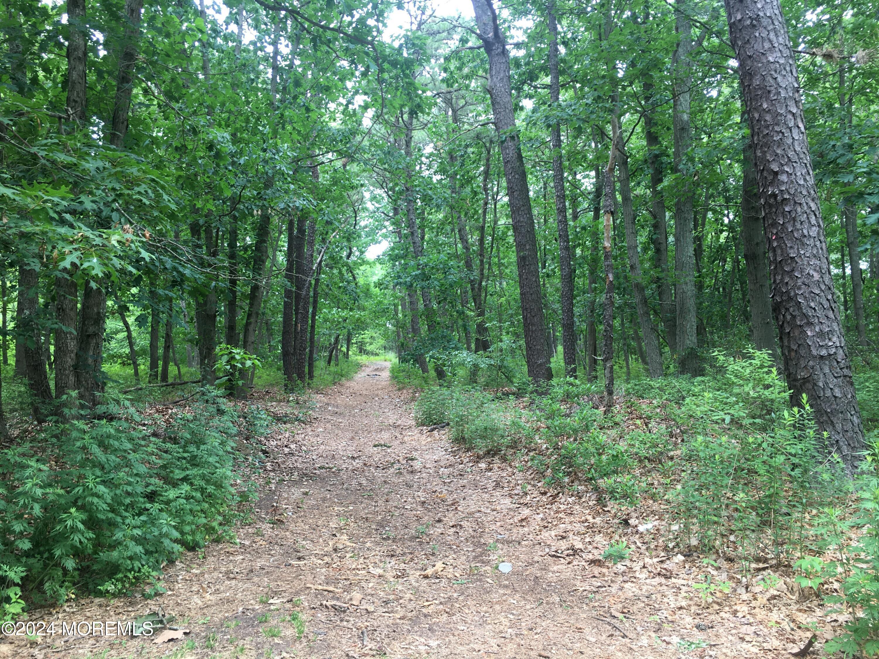 a view of a forest with trees in the background