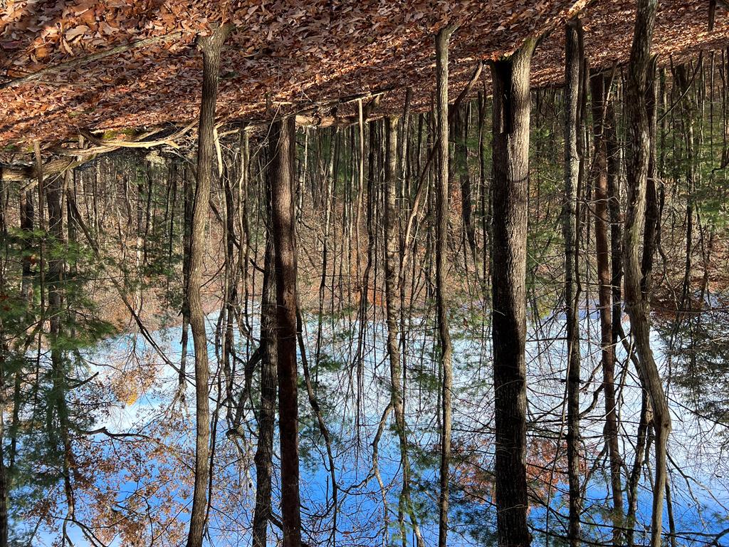 a view of lots of trees