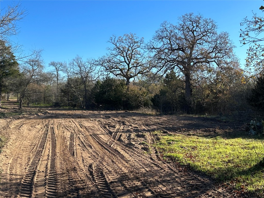 a view of a yard with a large tree