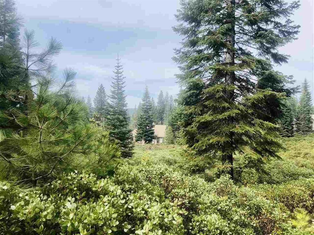 a view of a city with lush green forest