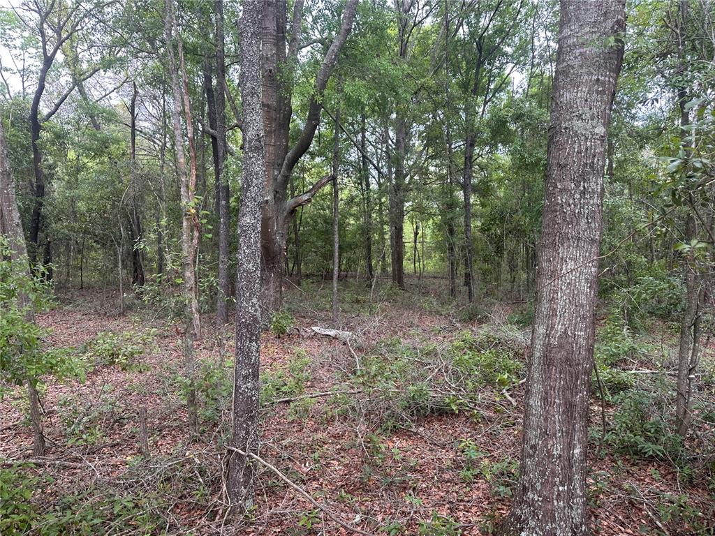 a view of a forest that has large trees